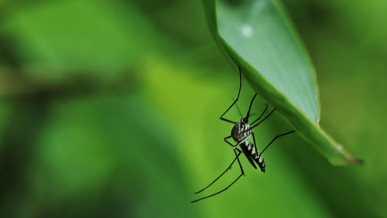 nase-distribuciones-canarias-insecticida-maton